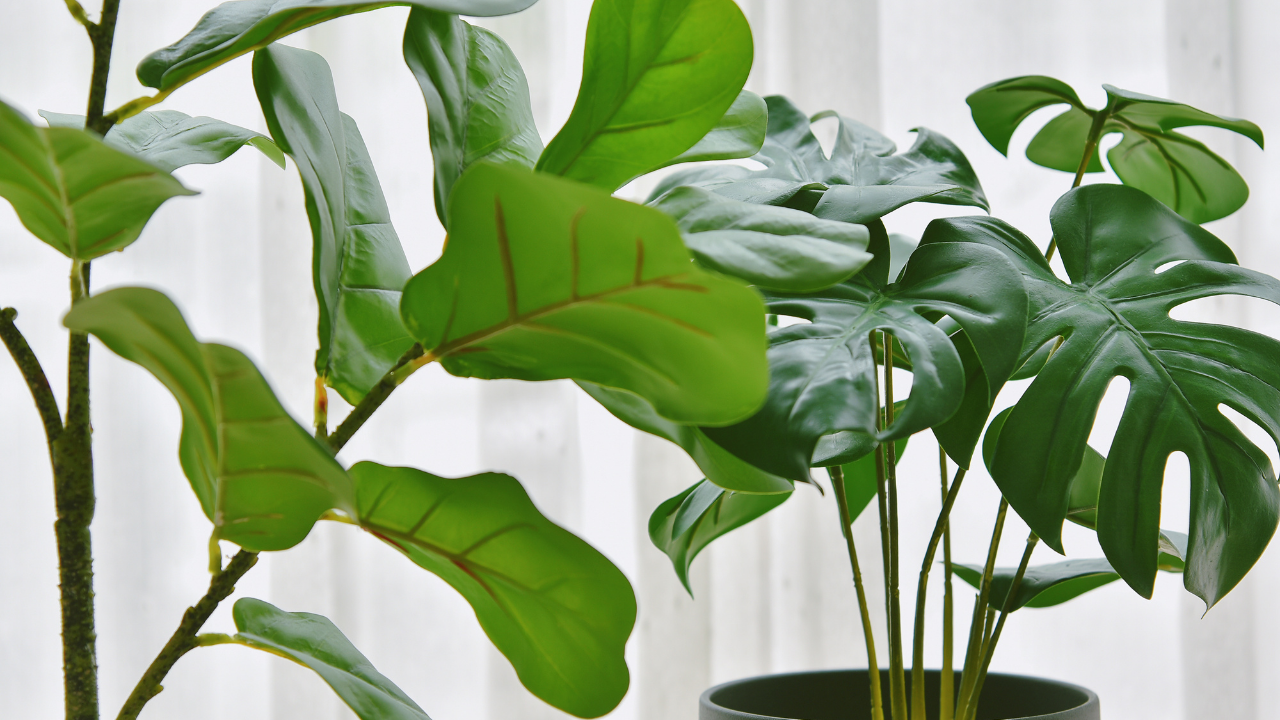 White-Wolf-Interiors-Feng-Shui-Toronto-Interior-Decorator-Home-Commercial-Office-Design-fiddle-leaf-fig-indoor-gardening-spring