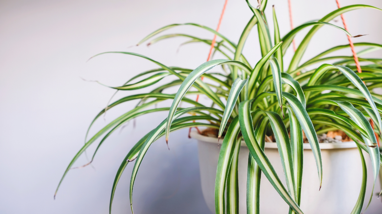 White-Wolf-Interiors-Feng-Shui-Toronto-Interior-Decorator-Home-Commercial-Office-Design-spider-plants-indoor-gardening-spring